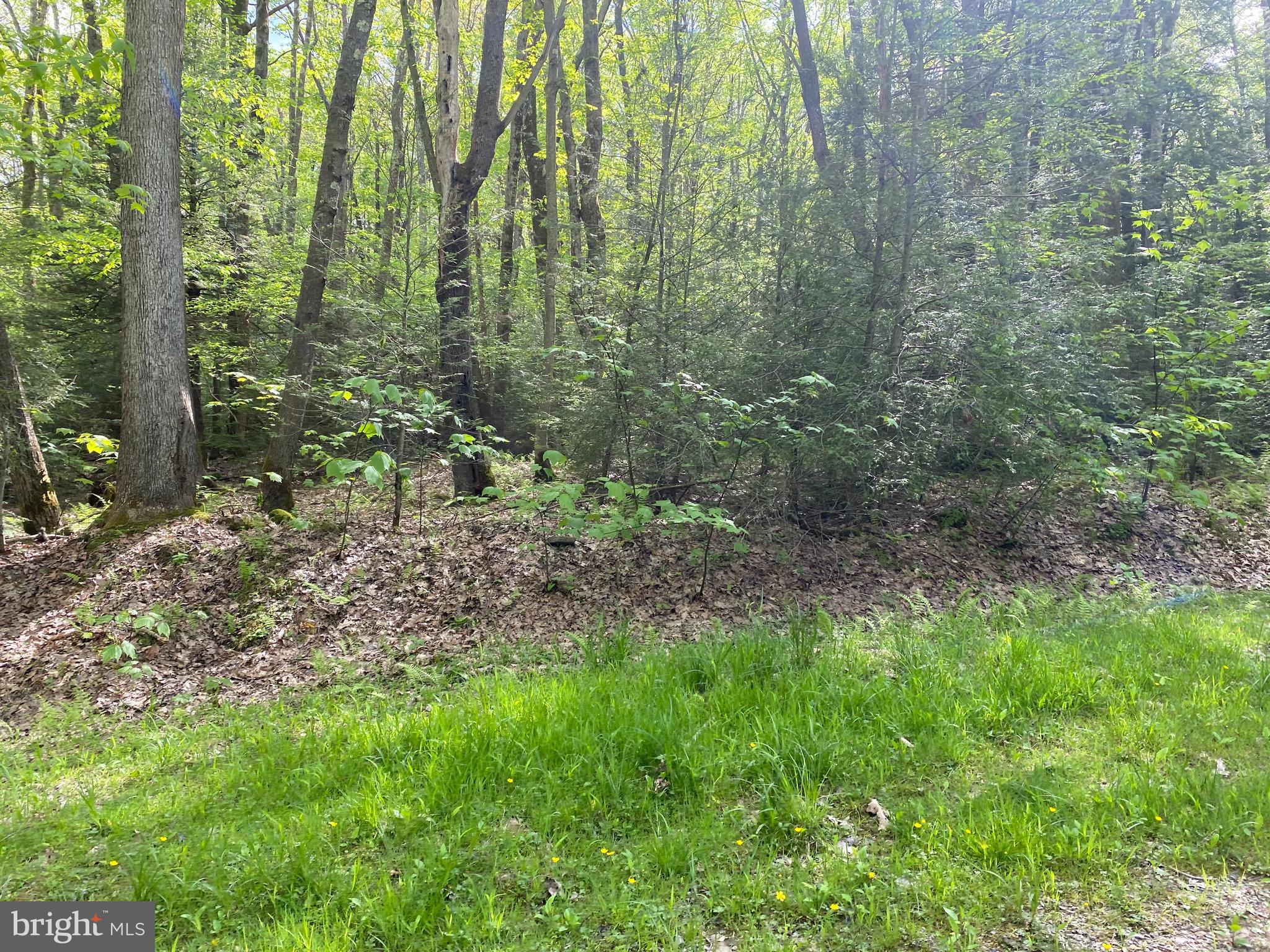 Lot 3 Deer Run Road Oakland, MD 21550 - Photo 7 of 11 a view of a forest with trees