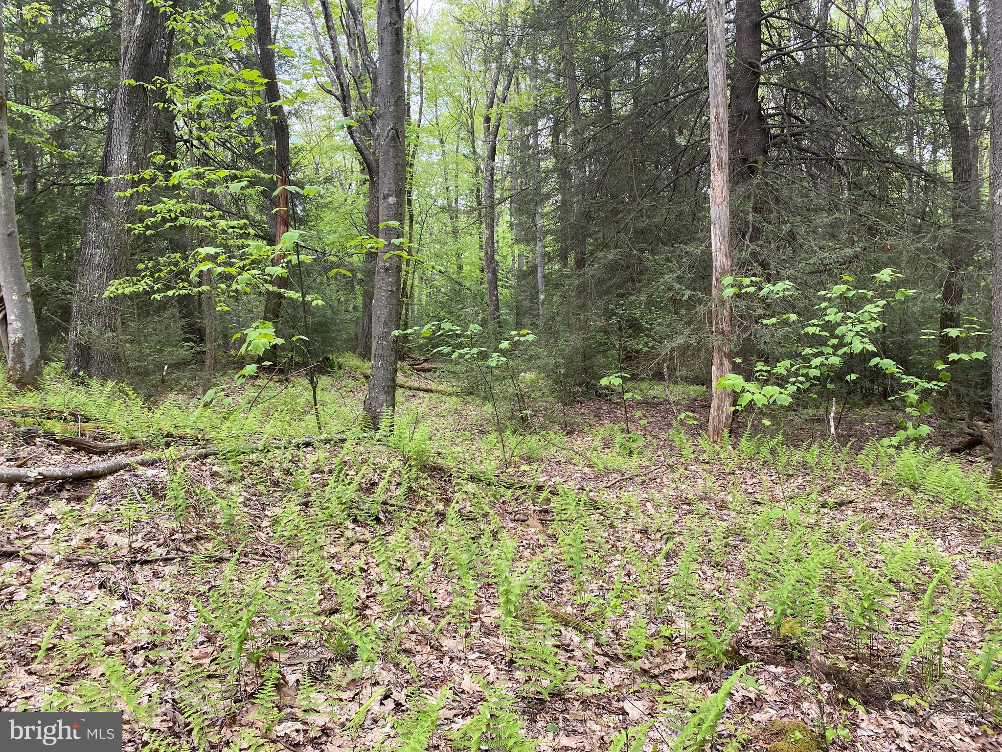 Lot 3 Deer Run Road Oakland, MD 21550 - Photo 10 of 11 a view of forest