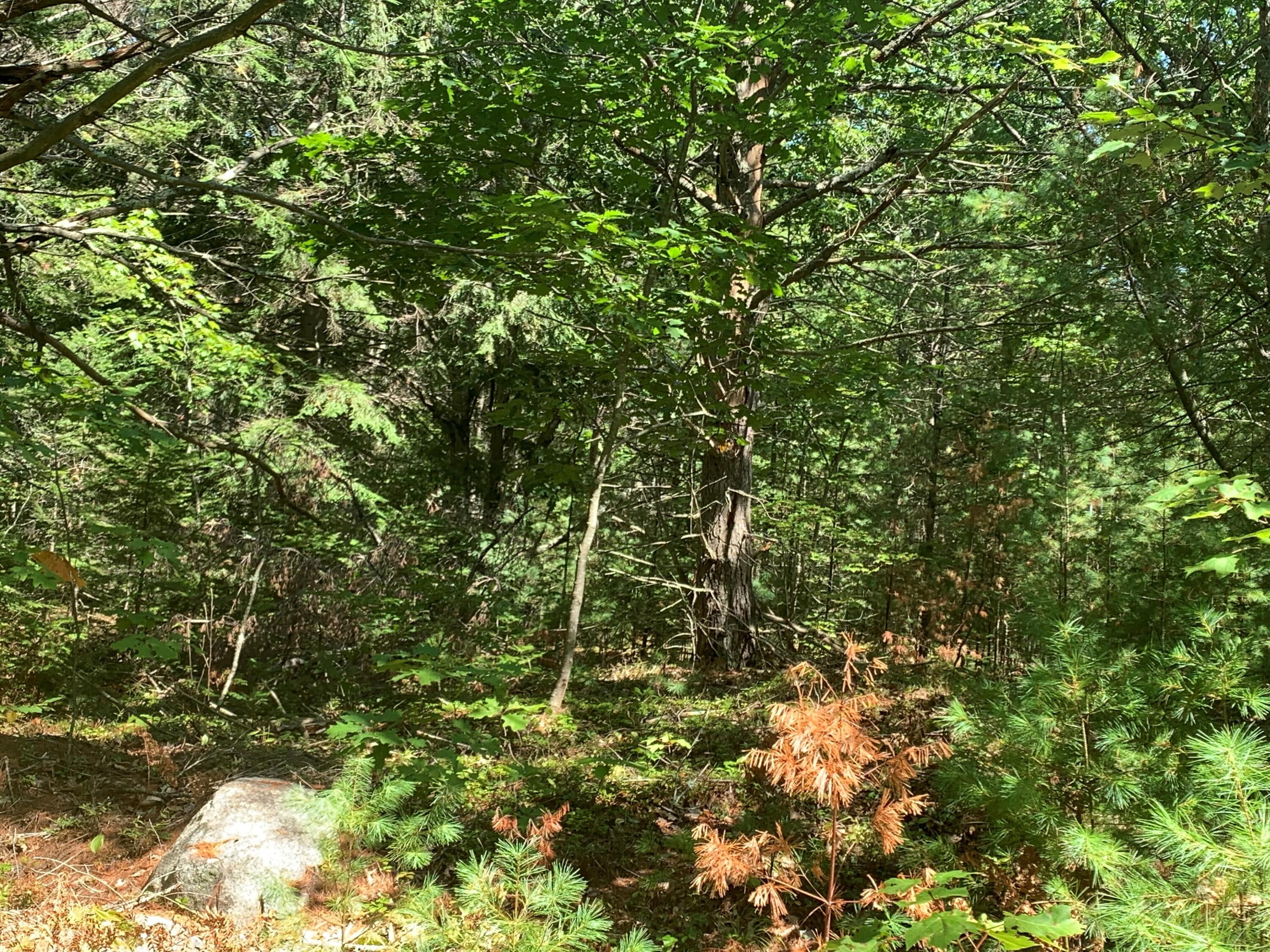 Tbd Stone Road Kennebunkport, ME 04046 - Photo 3 of 6 Photo 3
