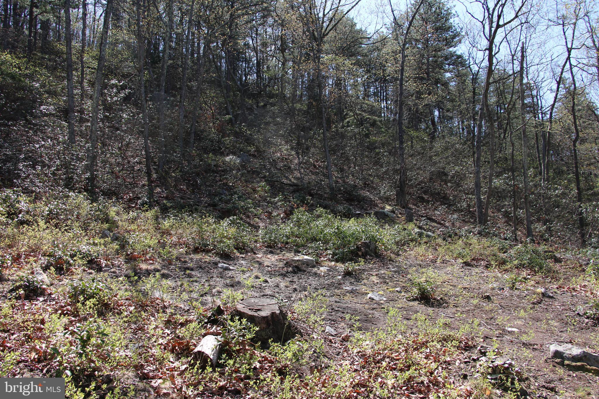 Sawlog Road Gore, VA 22637 - Photo 15 of 35