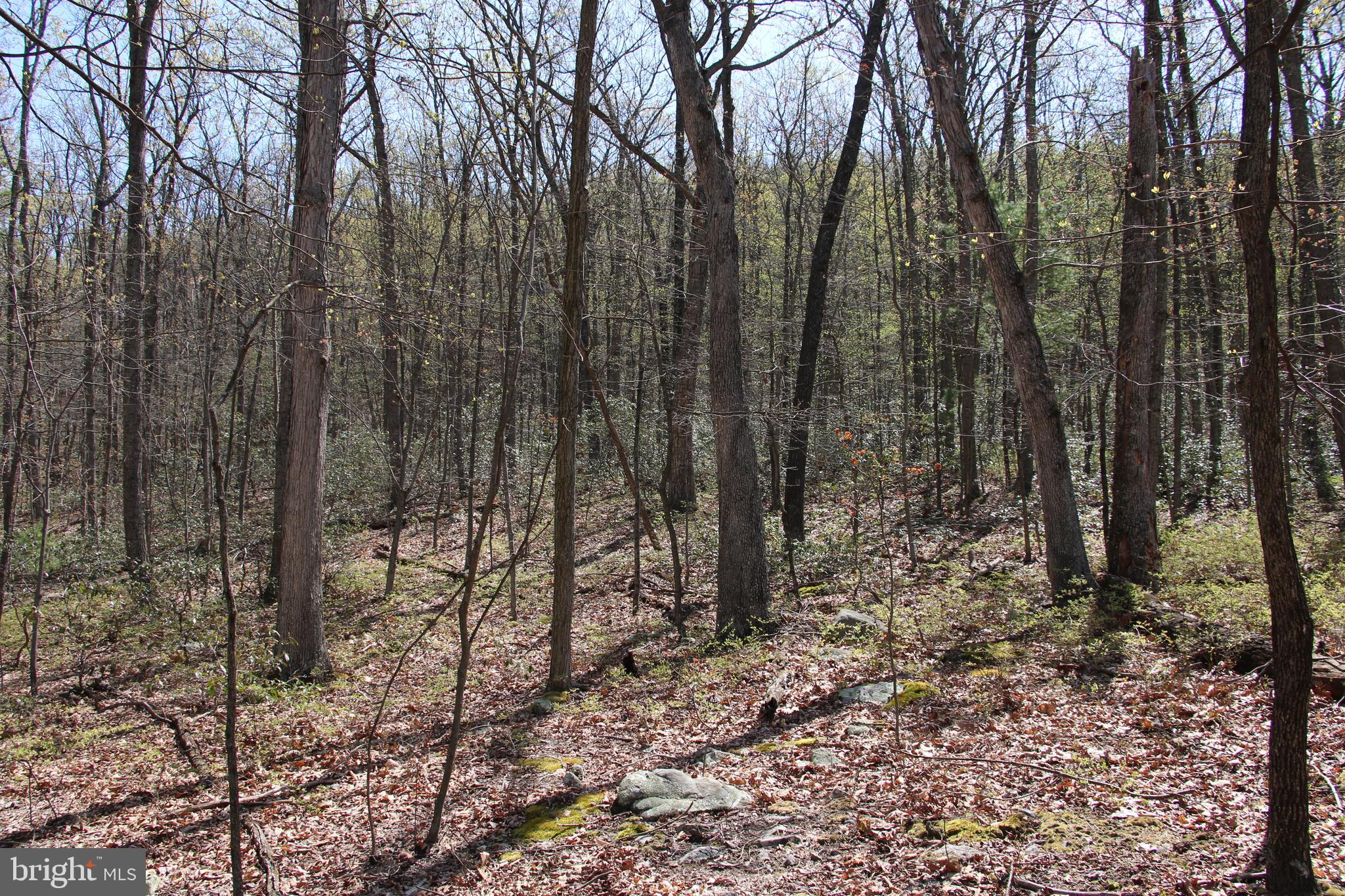 Sawlog Road Gore, VA 22637 - Photo 18 of 35