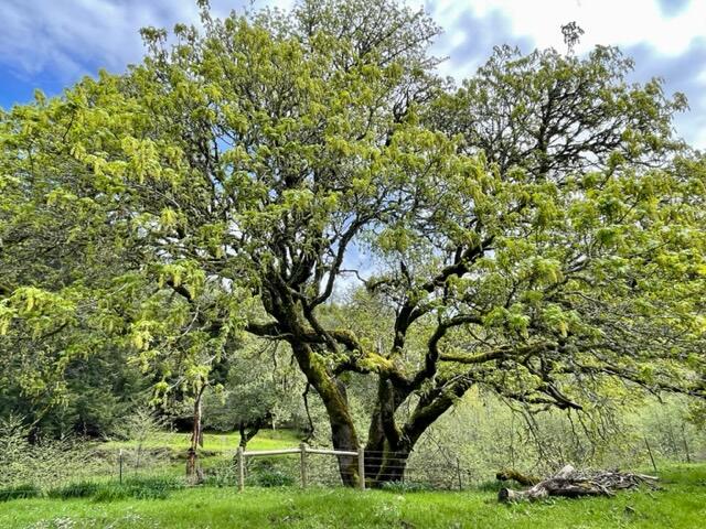 4001 Conklin Creek Road Ferndale, CA 95536 - Photo 1 of 125