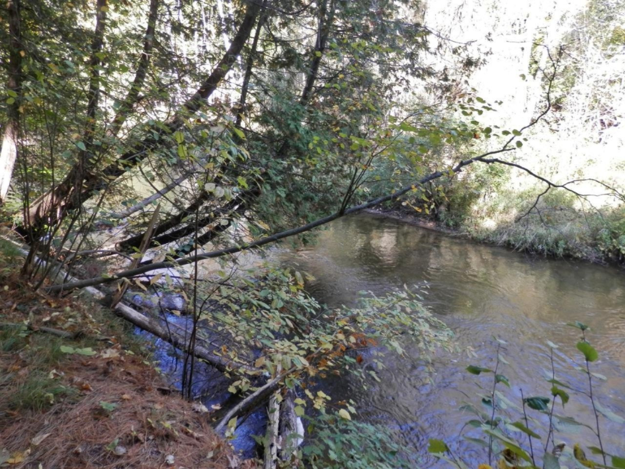 14876 Old Grade Road Thompsonville, MI 49683 - Photo 24 of 25 River from extra frontage lot