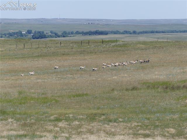 -vacant) Fairplay Road Calhan, CO 80808 - Photo 14 of 21 Antelope herd on adjoining property east