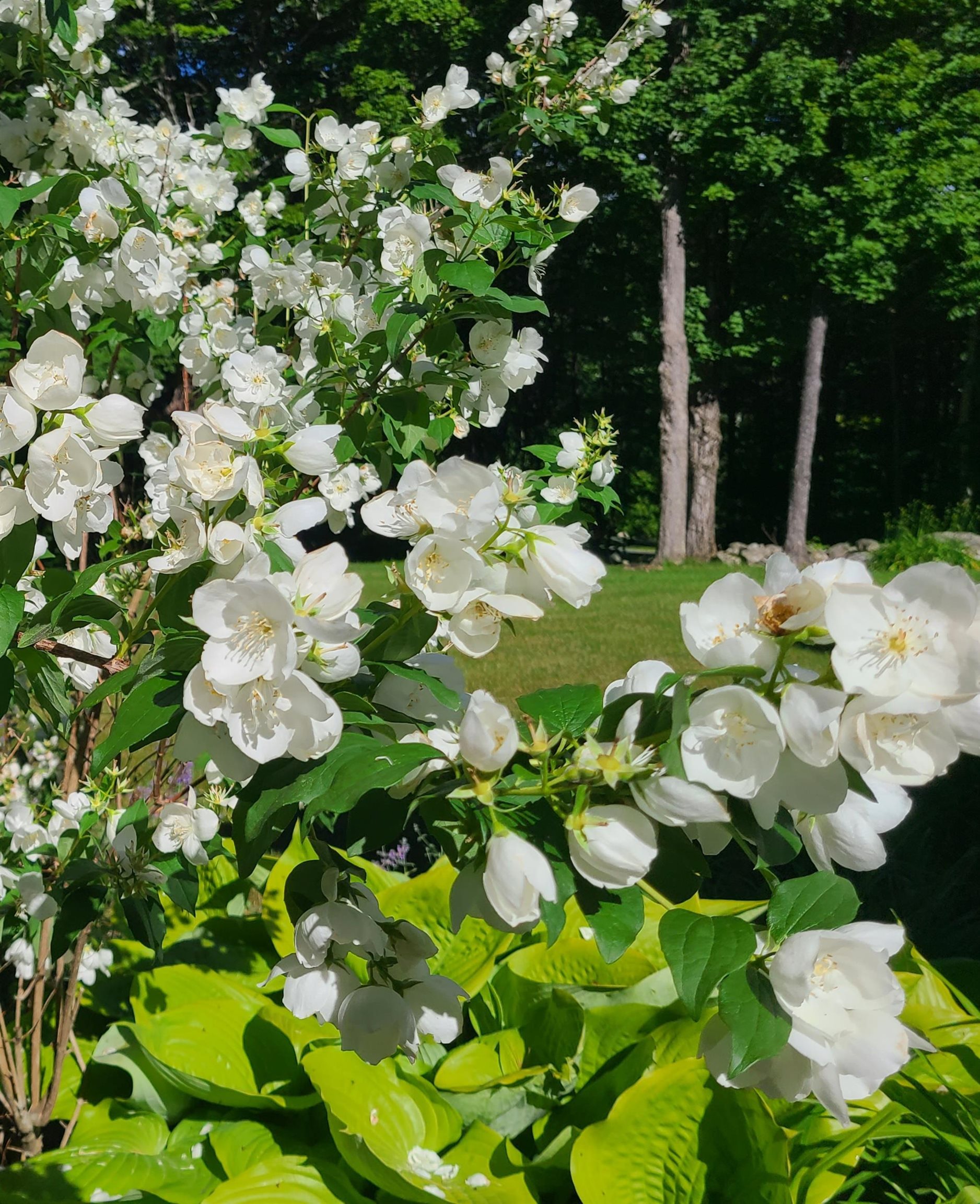 464 Hillcrest Road Manchester, VT 05255 - Photo 25 of 28 Gallery Image 25