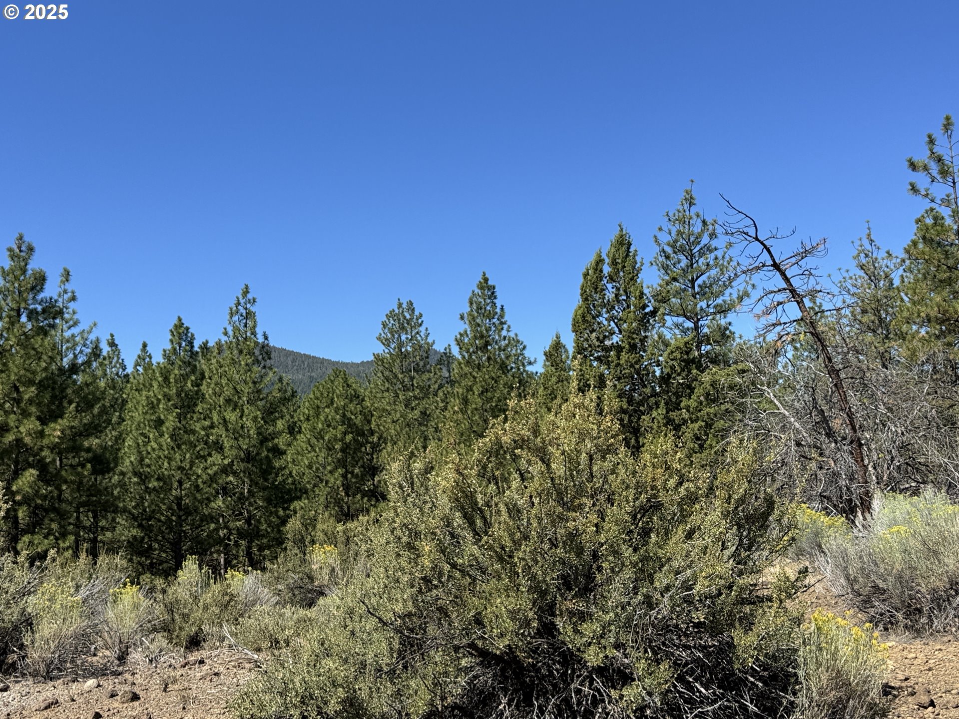 Jean Street, Unit 18 Chiloquin, OR 97624 - Photo 11 of 44 a view of a field with a tree in the background