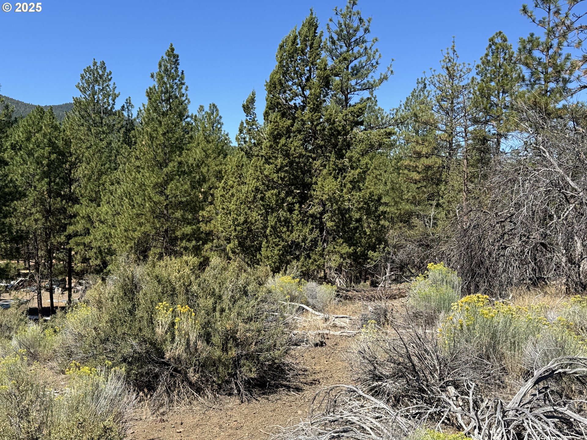 Jean Street, Unit 18 Chiloquin, OR 97624 - Photo 12 of 44 a view of a yard with plants and a tree