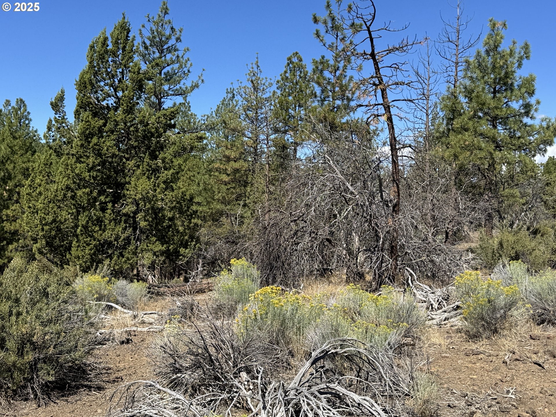Jean Street, Unit 18 Chiloquin, OR 97624 - Photo 13 of 44 a view of a yard