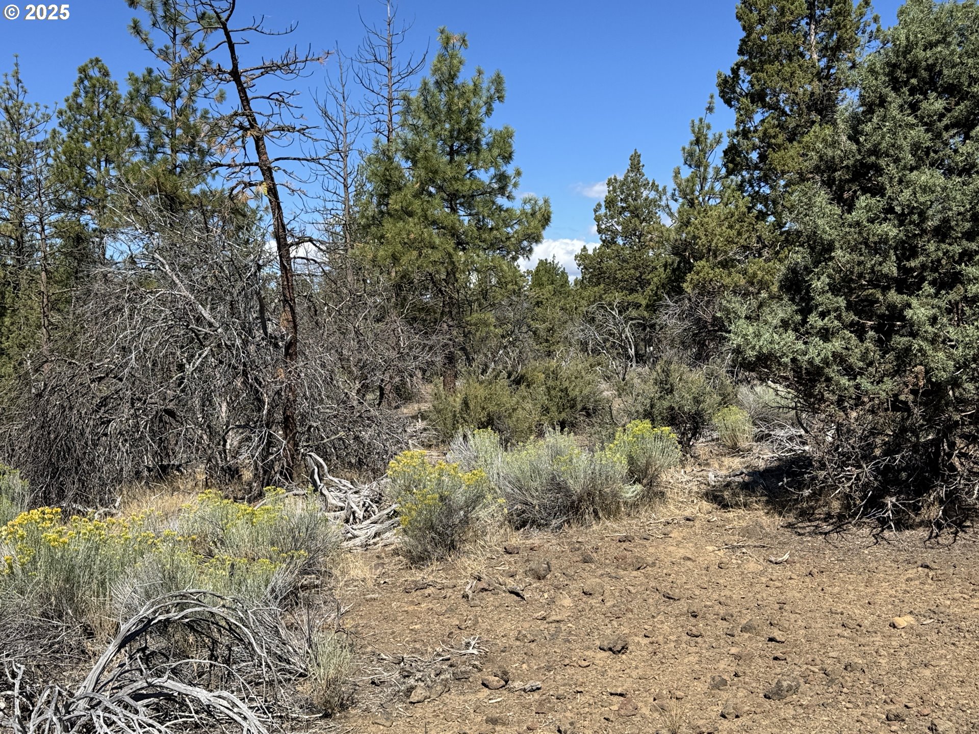Jean Street, Unit 18 Chiloquin, OR 97624 - Photo 14 of 44 a view of a yard with a tree