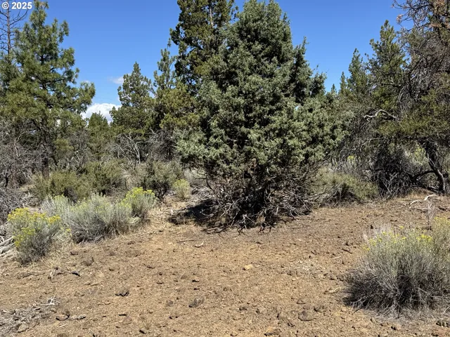 a view of a dry yard with trees