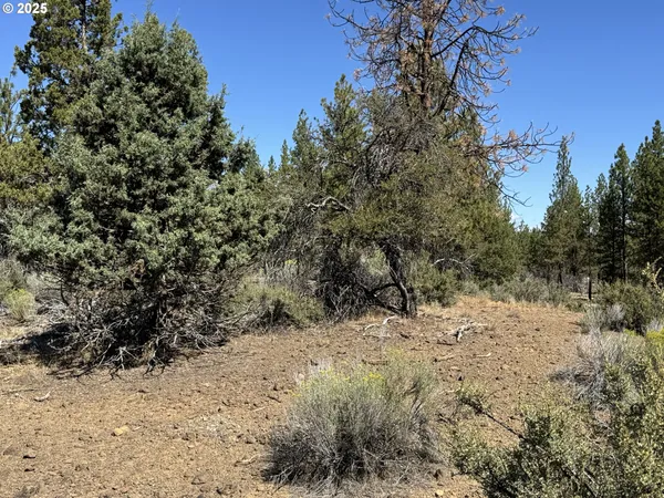 a view of a dry yard with trees
