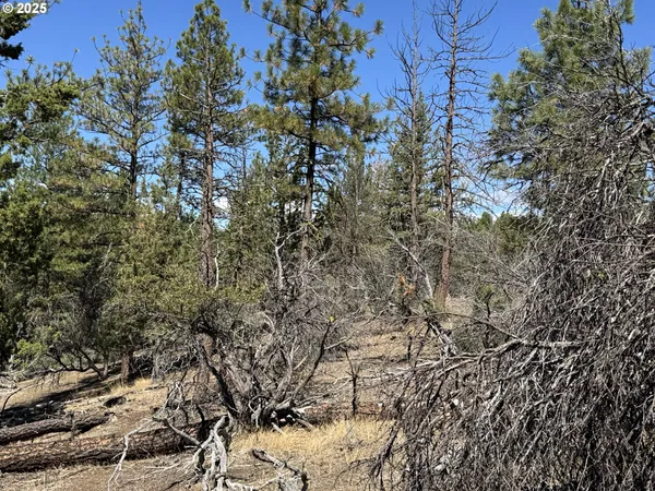 a view of a forest