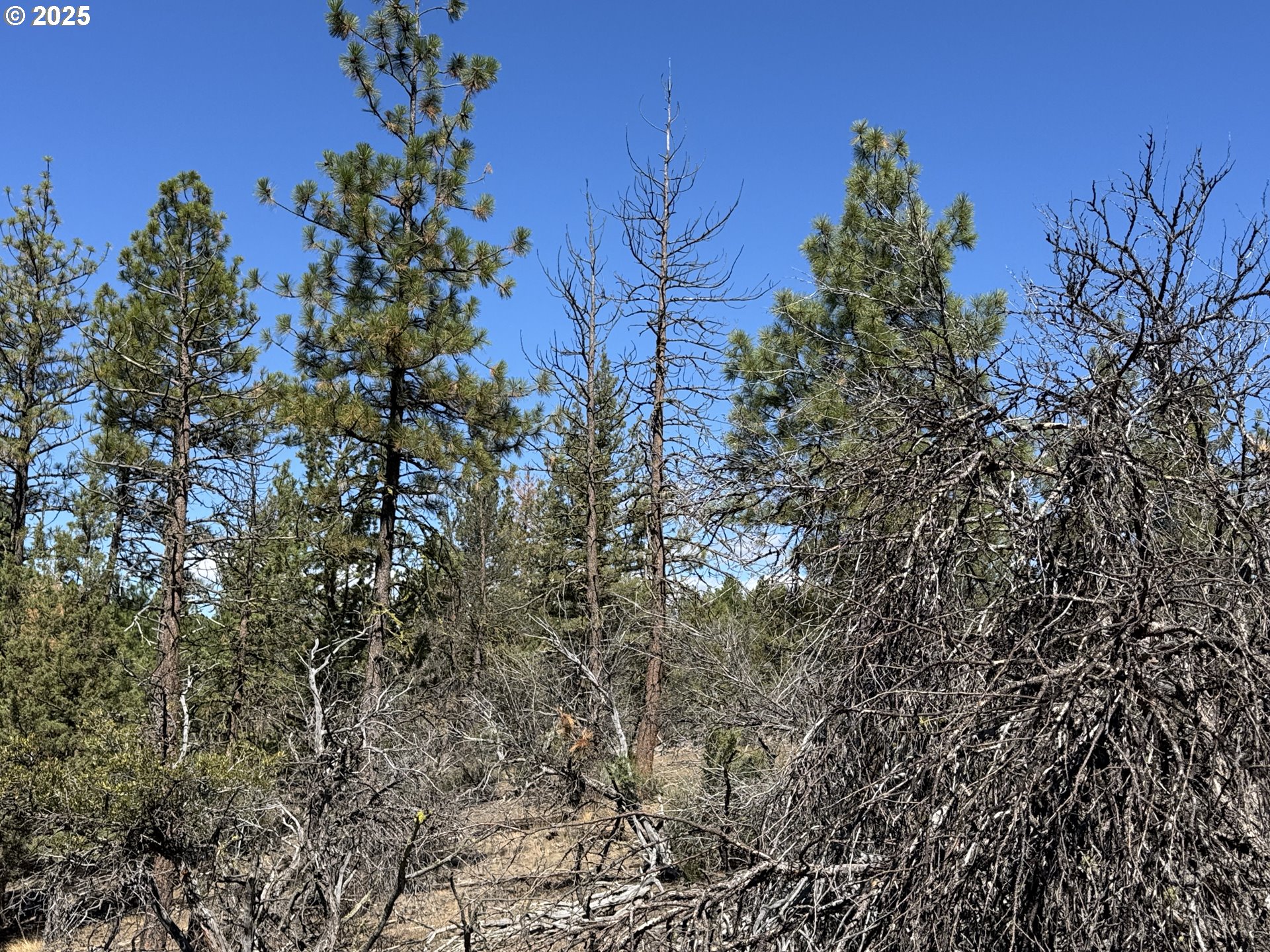 Jean Street, Unit 18 Chiloquin, OR 97624 - Photo 19 of 44 a view of a yard