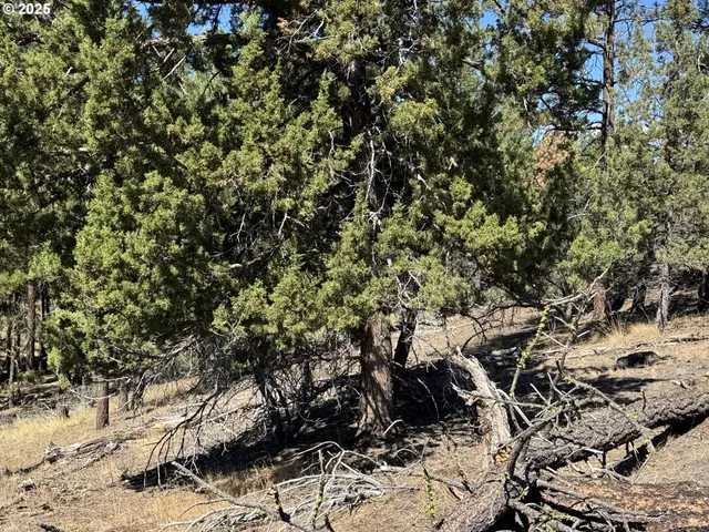 a view of a large tree