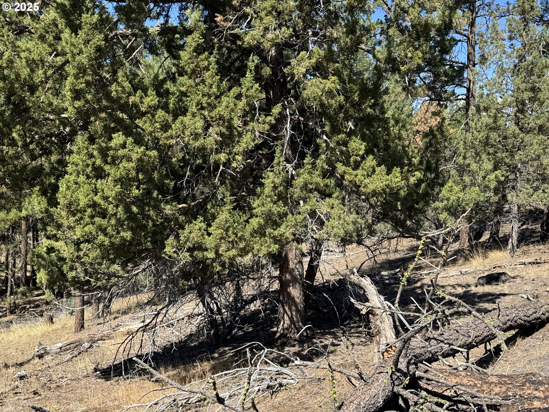 Jean Street, Unit 18 Chiloquin, OR 97624 - Photo 20 of 44 a view of a large tree