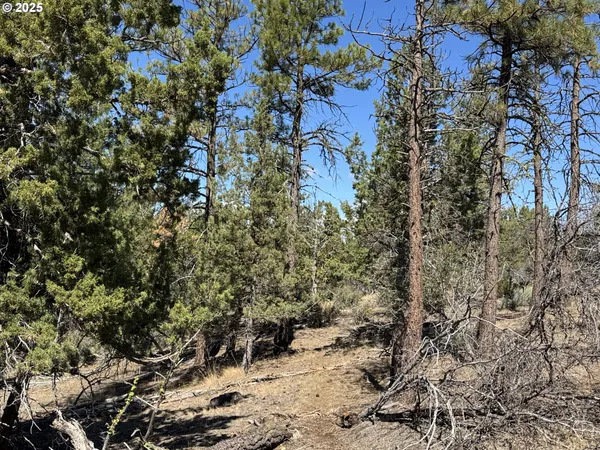 a view of a yard with plants and tree