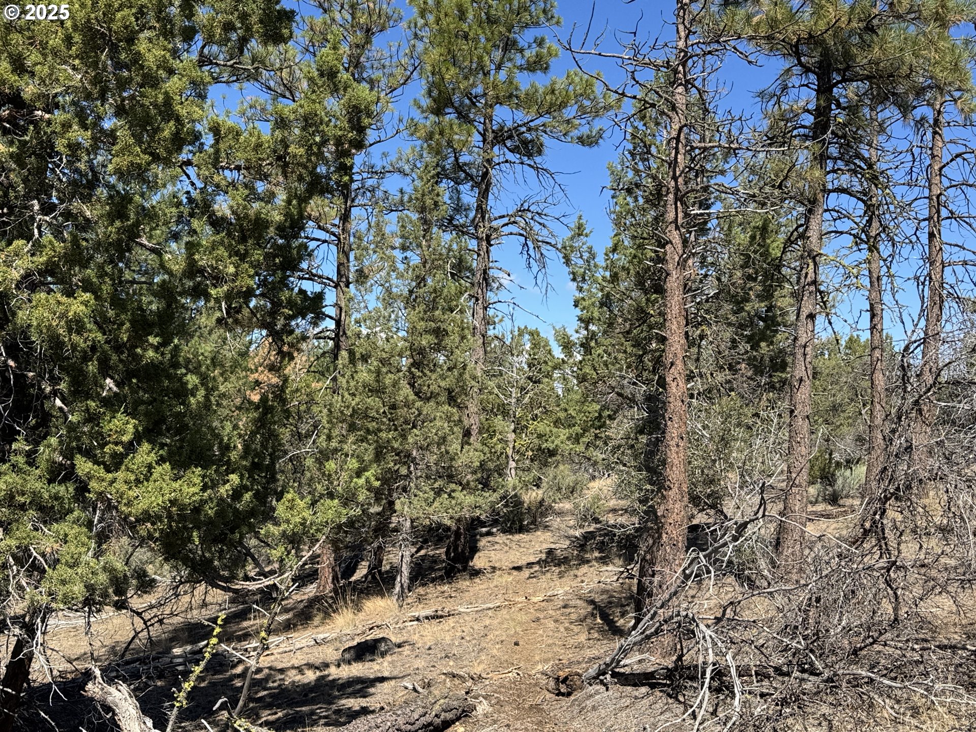 Jean Street, Unit 18 Chiloquin, OR 97624 - Photo 21 of 44 a view of a yard with plants and tree