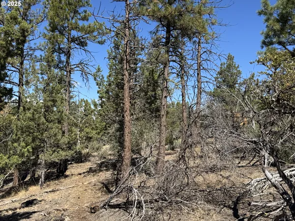 a view of a dry yard with lots of trees