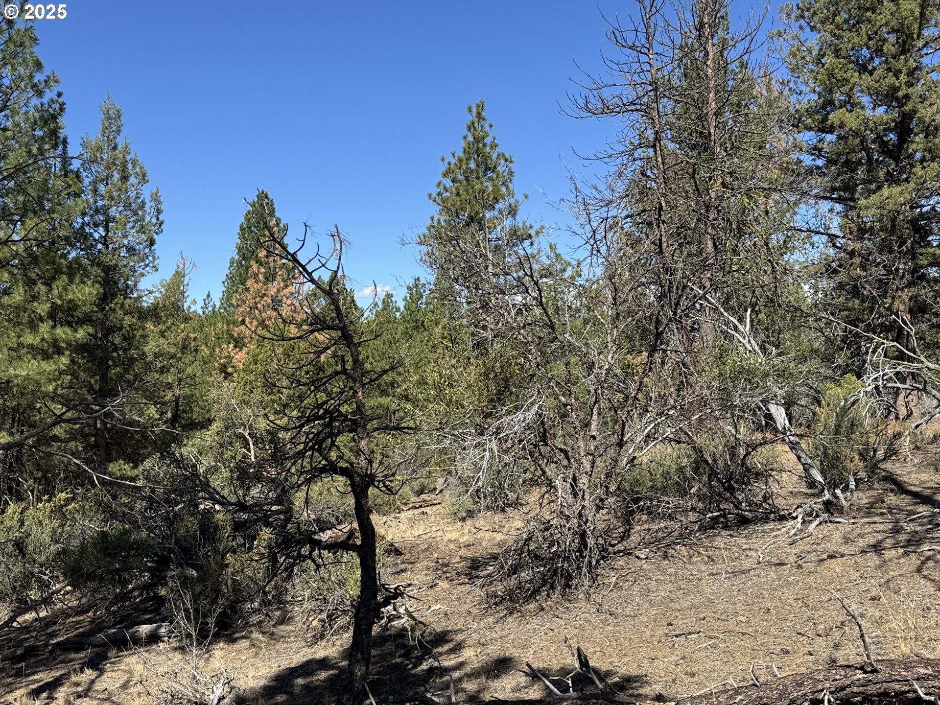 Jean Street, Unit 18 Chiloquin, OR 97624 - Photo 25 of 44 a view of a tree in a yard