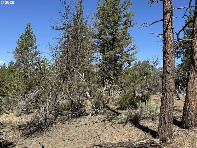 a view of a yard with plants and large trees