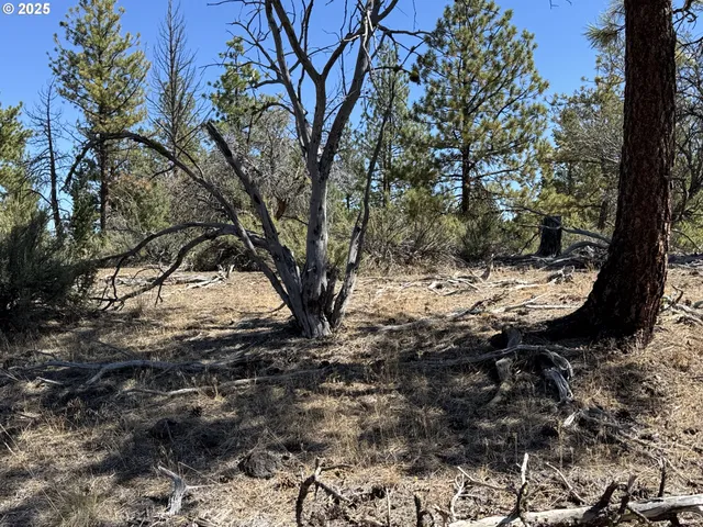 a view of a tree with a yard