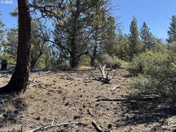 a view of a yard with a tree