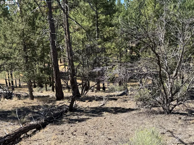 a view of a forest with trees