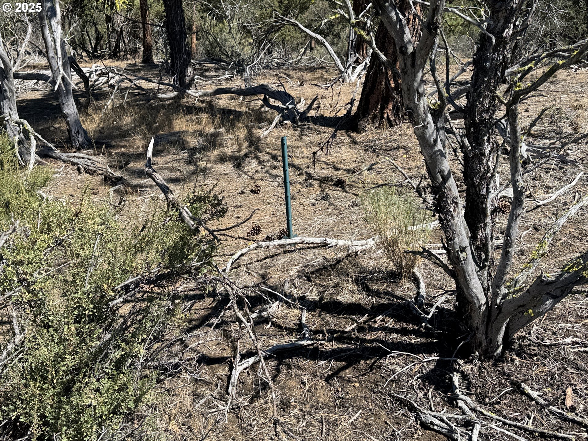 Jean Street, Unit 18 Chiloquin, OR 97624 - Photo 34 of 44 a view of tree