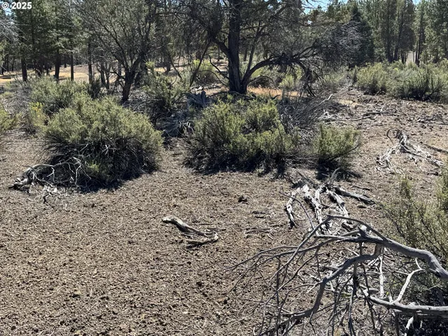a big yard with lots of green space