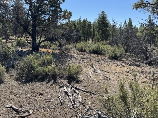 a view of a forest with trees
