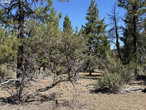a view of a forest with a tree