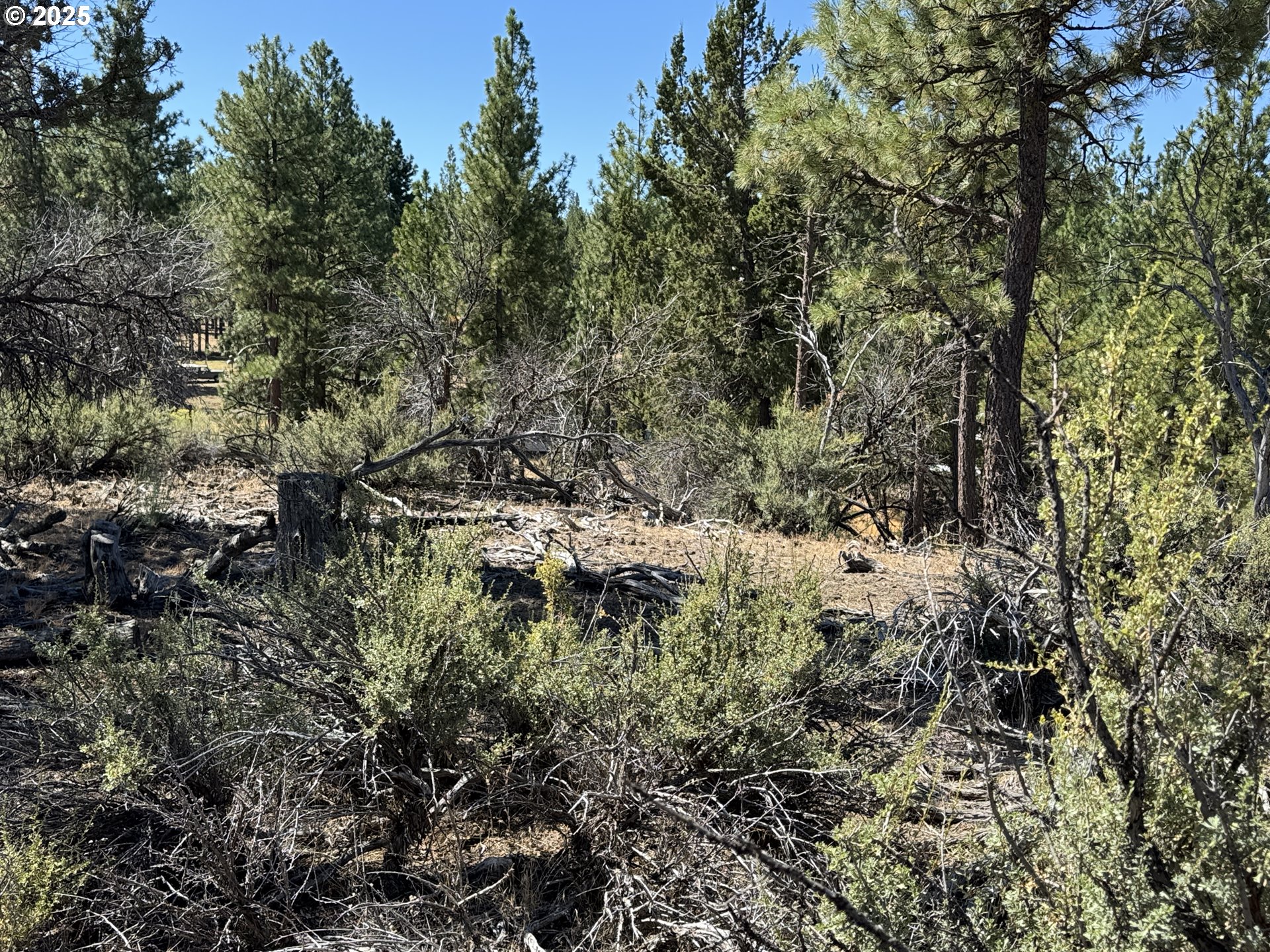 Jean Street, Unit 18 Chiloquin, OR 97624 - Photo 39 of 44 a view of a forest with a tree