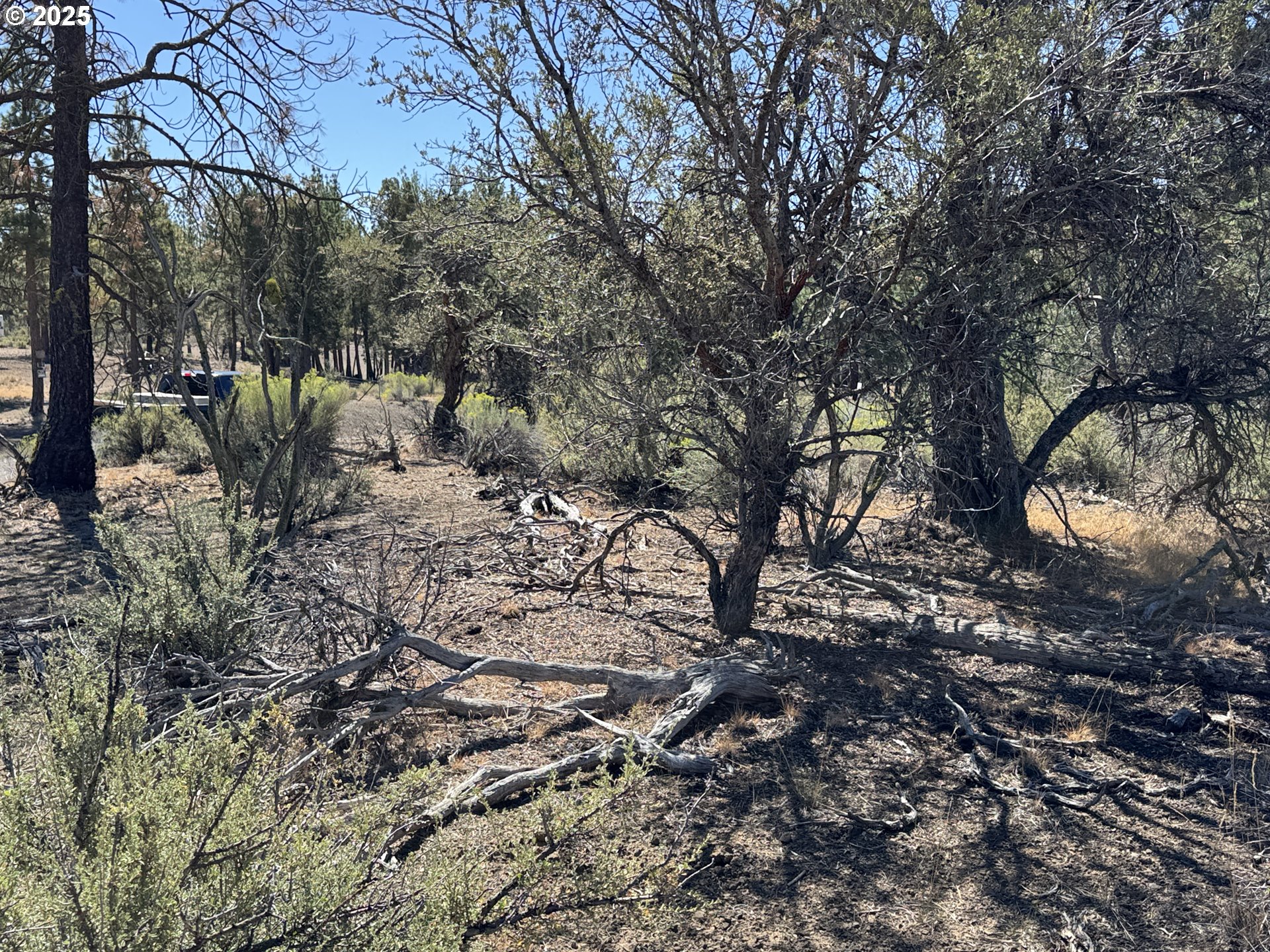 Jean Street, Unit 18 Chiloquin, OR 97624 - Photo 40 of 44 a view of a forest filled with trees