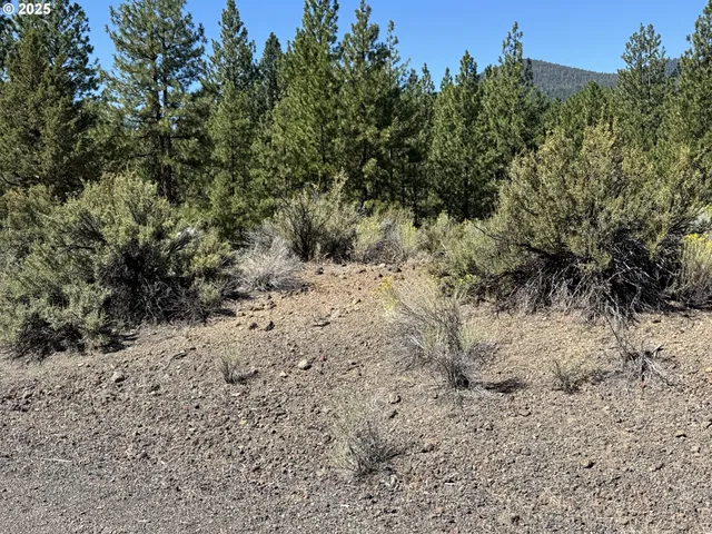 a view of a dry yard with trees and bushes