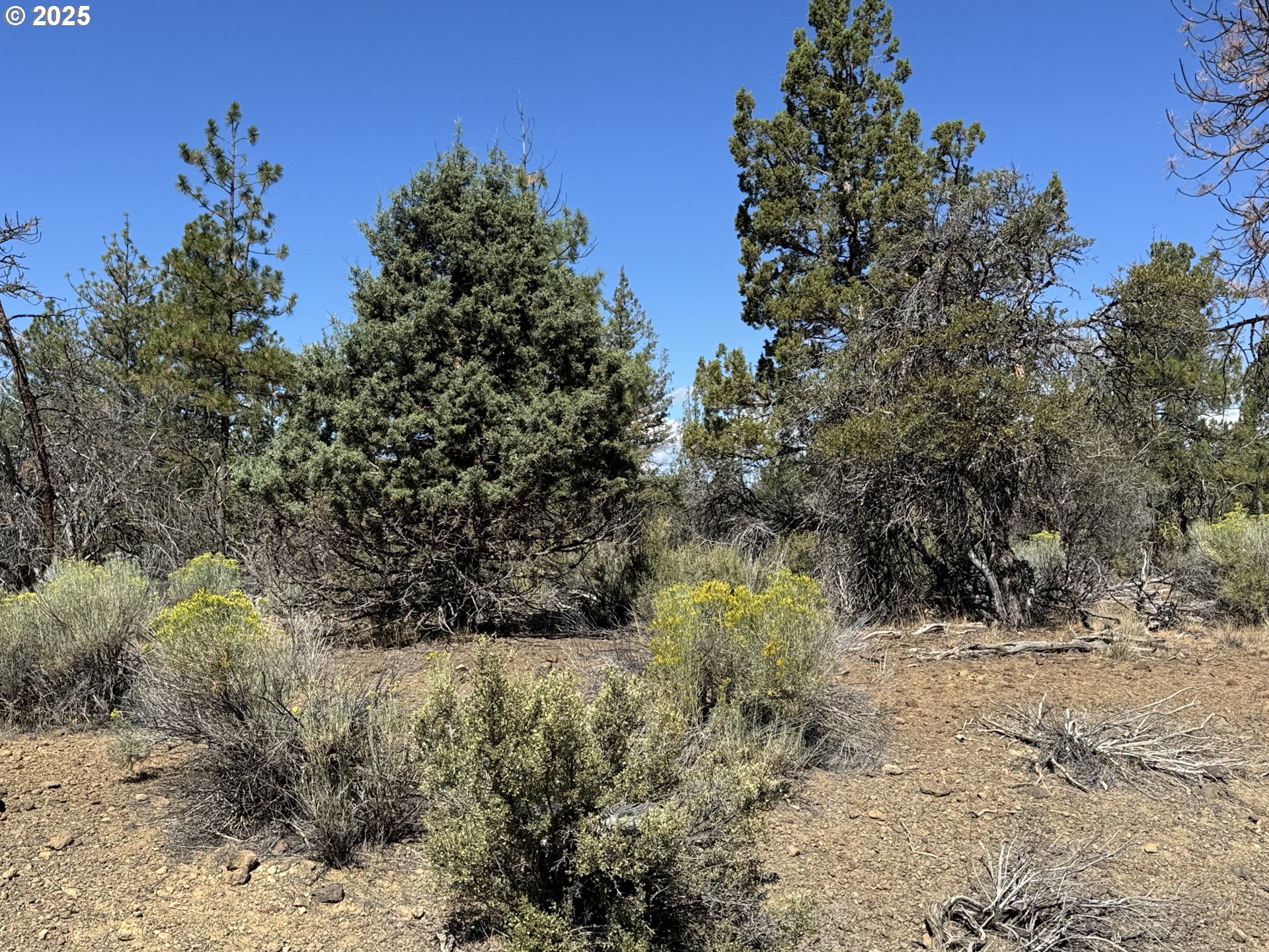 Jean Street, Unit 18 Chiloquin, OR 97624 - Photo 10 of 44 a view of a yard with plants and a tree
