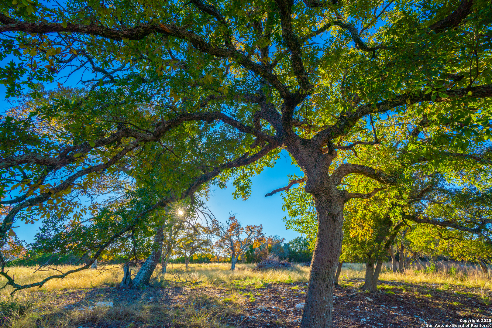 101 Bella Springs Road Boerne, TX 78006 - Photo 31 of 50 a view of a tree