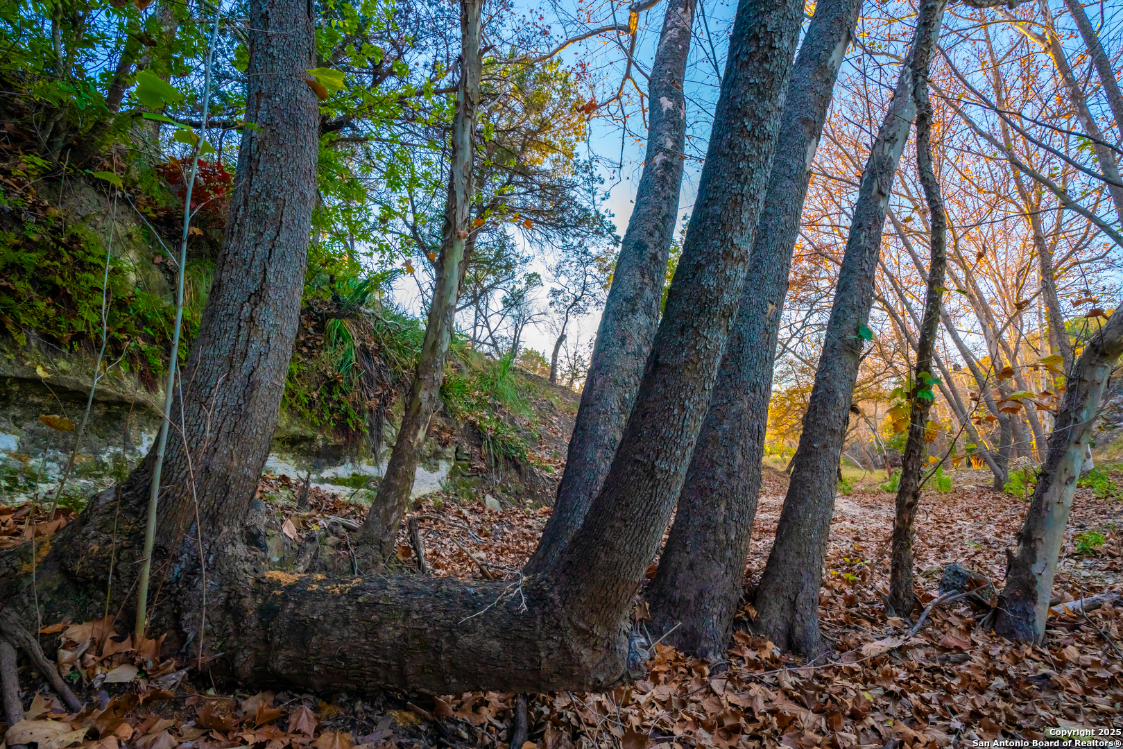 101 Bella Springs Road Boerne, TX 78006 - Photo 35 of 50 a view of backyard