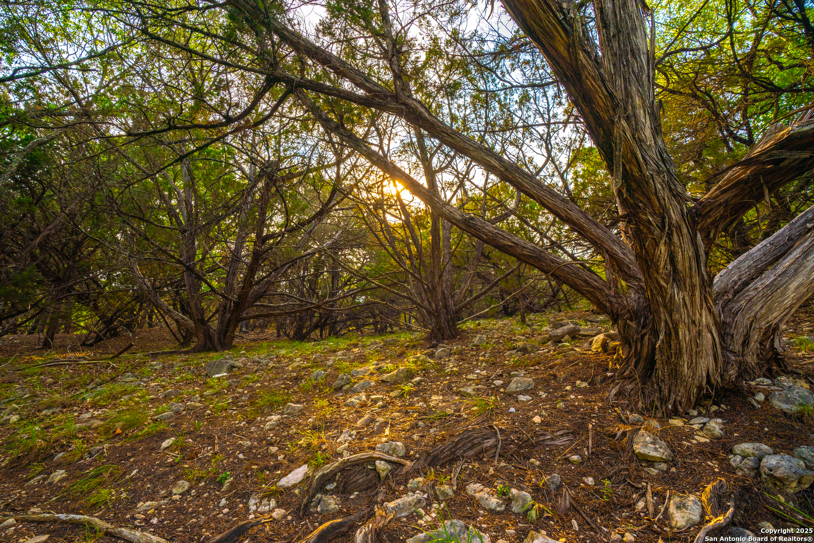 101 Bella Springs Road Boerne, TX 78006 - Photo 41 of 50 a backyard of a house with large trees