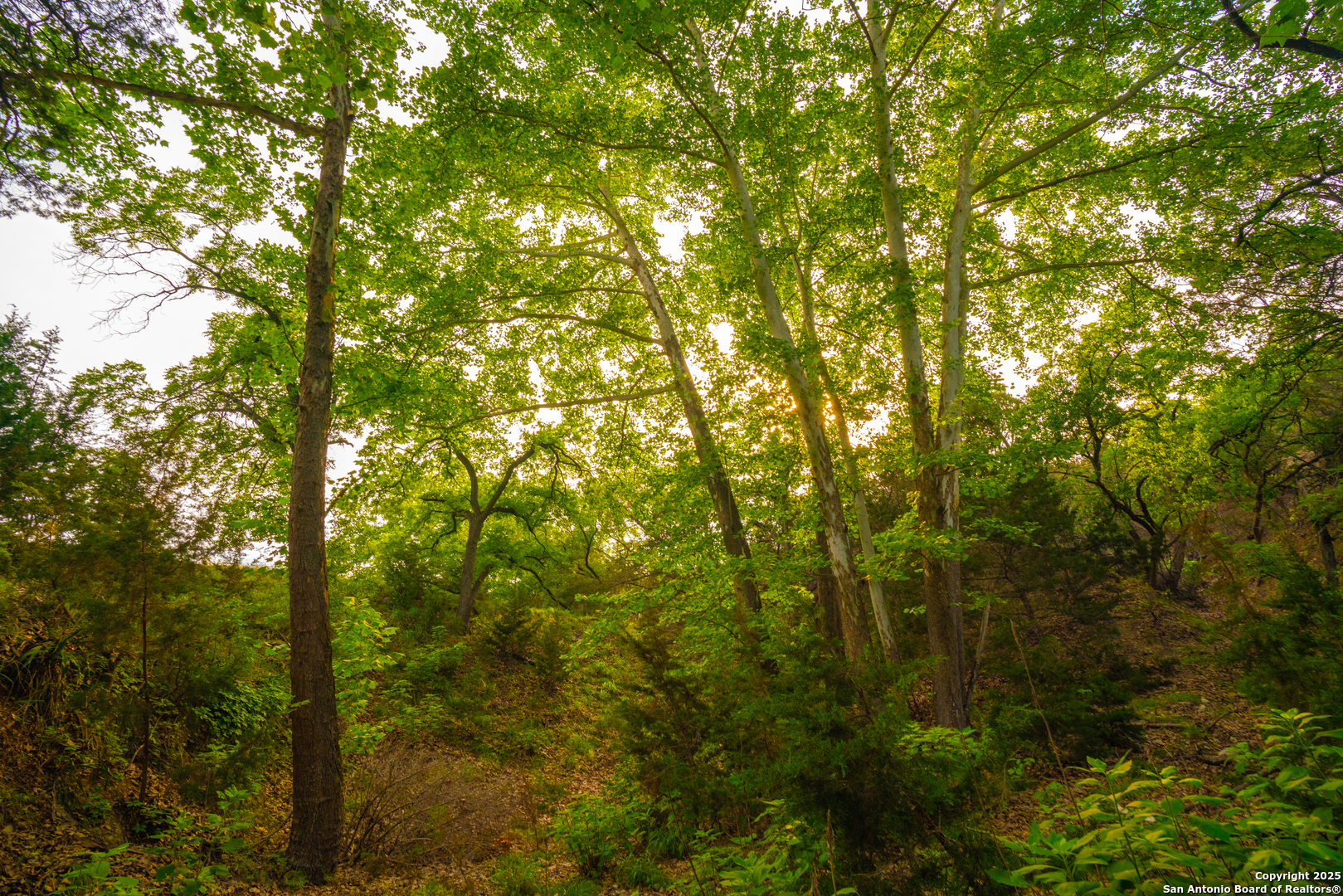 101 Bella Springs Road Boerne, TX 78006 - Photo 42 of 50 a view of forest