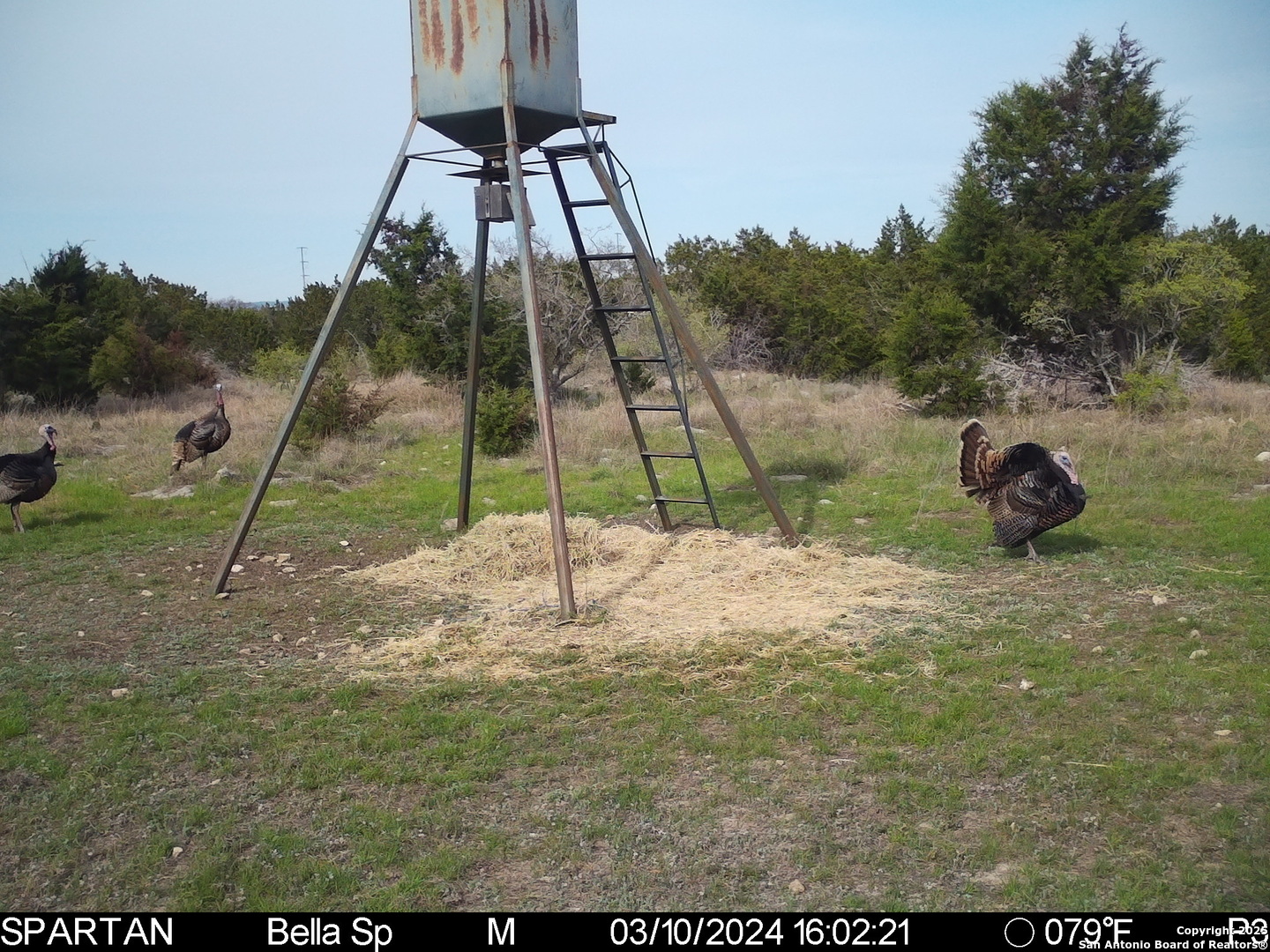 101 Bella Springs Road Boerne, TX 78006 - Photo 49 of 50 a view of outdoor space with swimming pool
