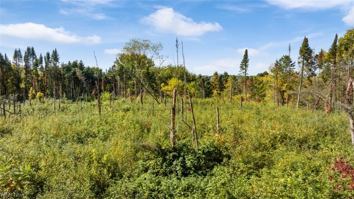 9884 Rittman Road Wadsworth, OH 44281 - Photo 4 of 27 View of local wilderness