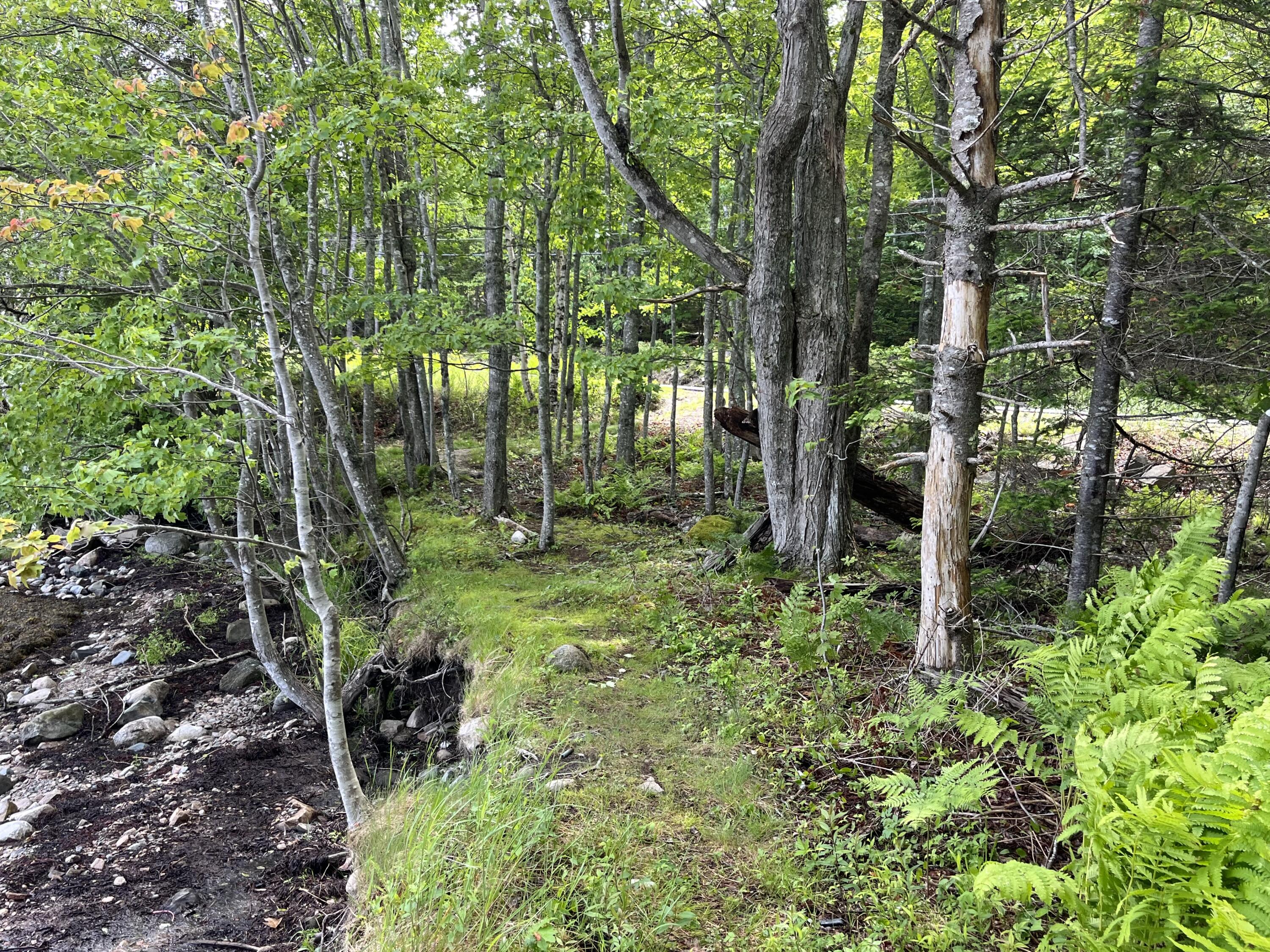 278 Paul Bunyan Road Corea, ME 04624 - Photo 20 of 24 IMG_3726