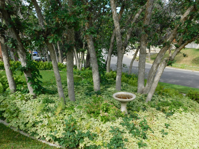 2148 Carolyn Way Bountiful, UT 84010 - Photo 38 of 40 Landscaped front yard featuring multiple mature trees, ground cover, grass areas, and a stone bird bath