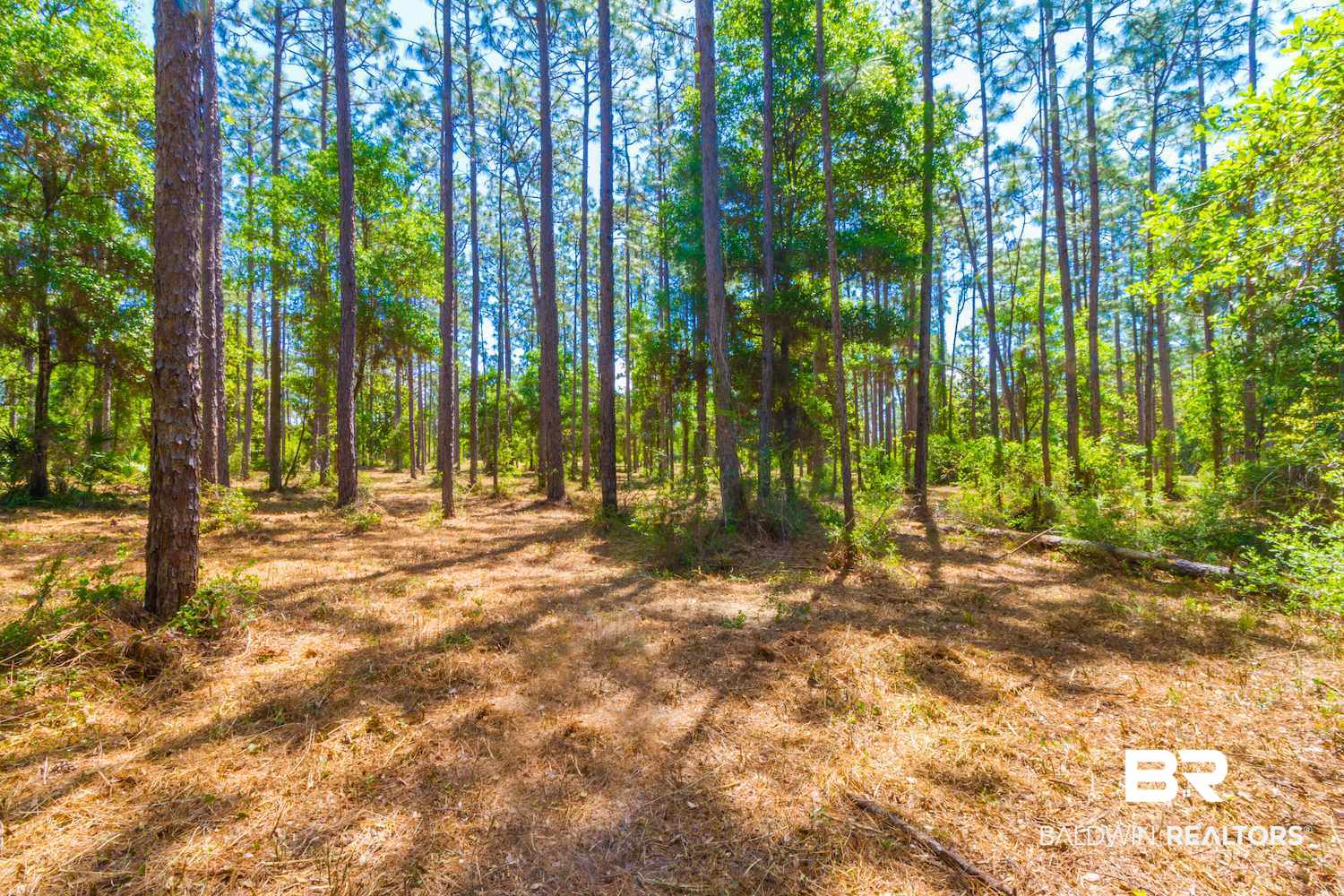 8844 Red Fish Pt Road Lillian, AL 36549 - Photo 3 of 16 Gallery Image 3