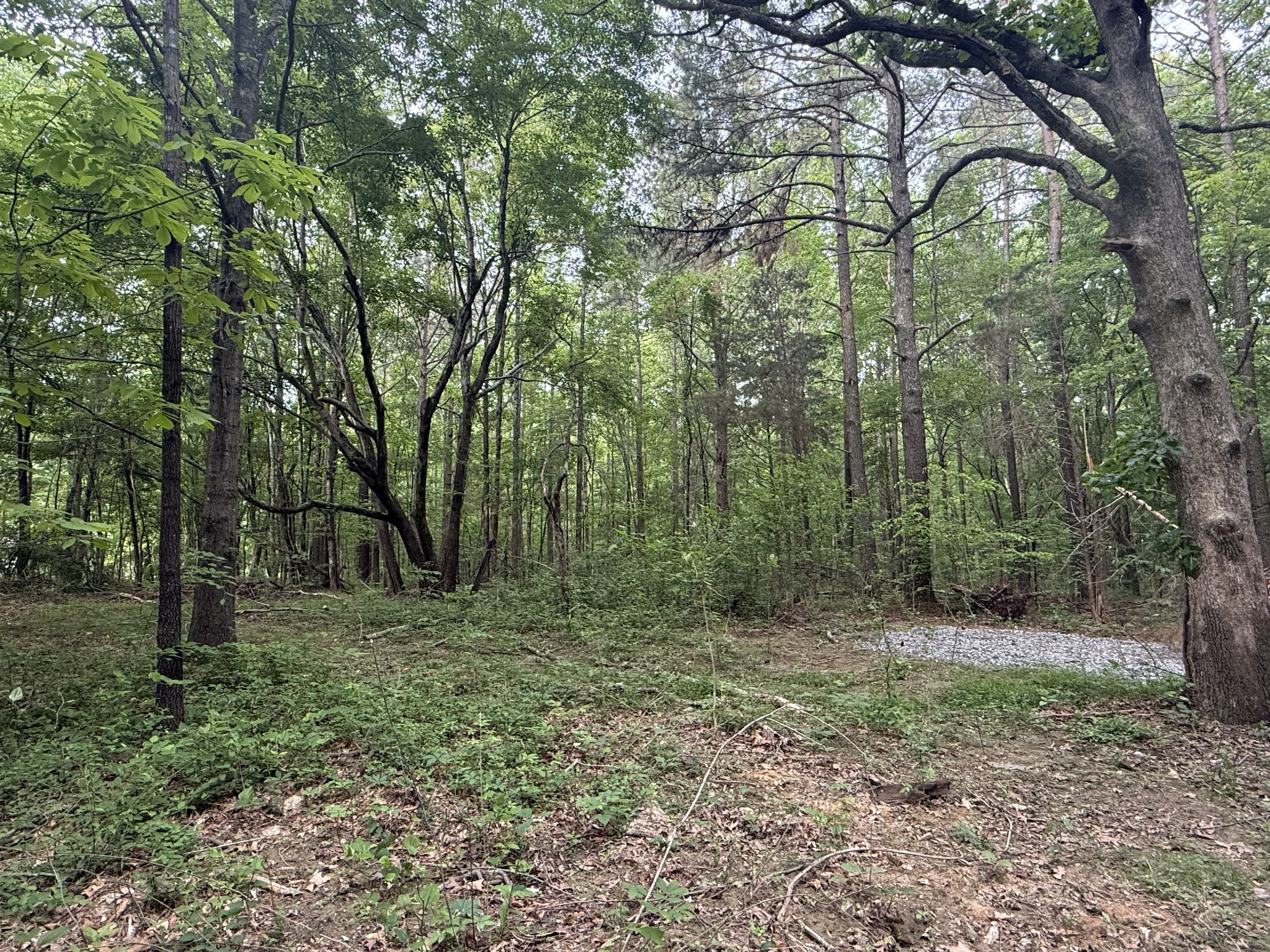 322 Kaiser Road Dickson, TN 37055 - Photo 3 of 5 a big yard with lots of green space and deers
