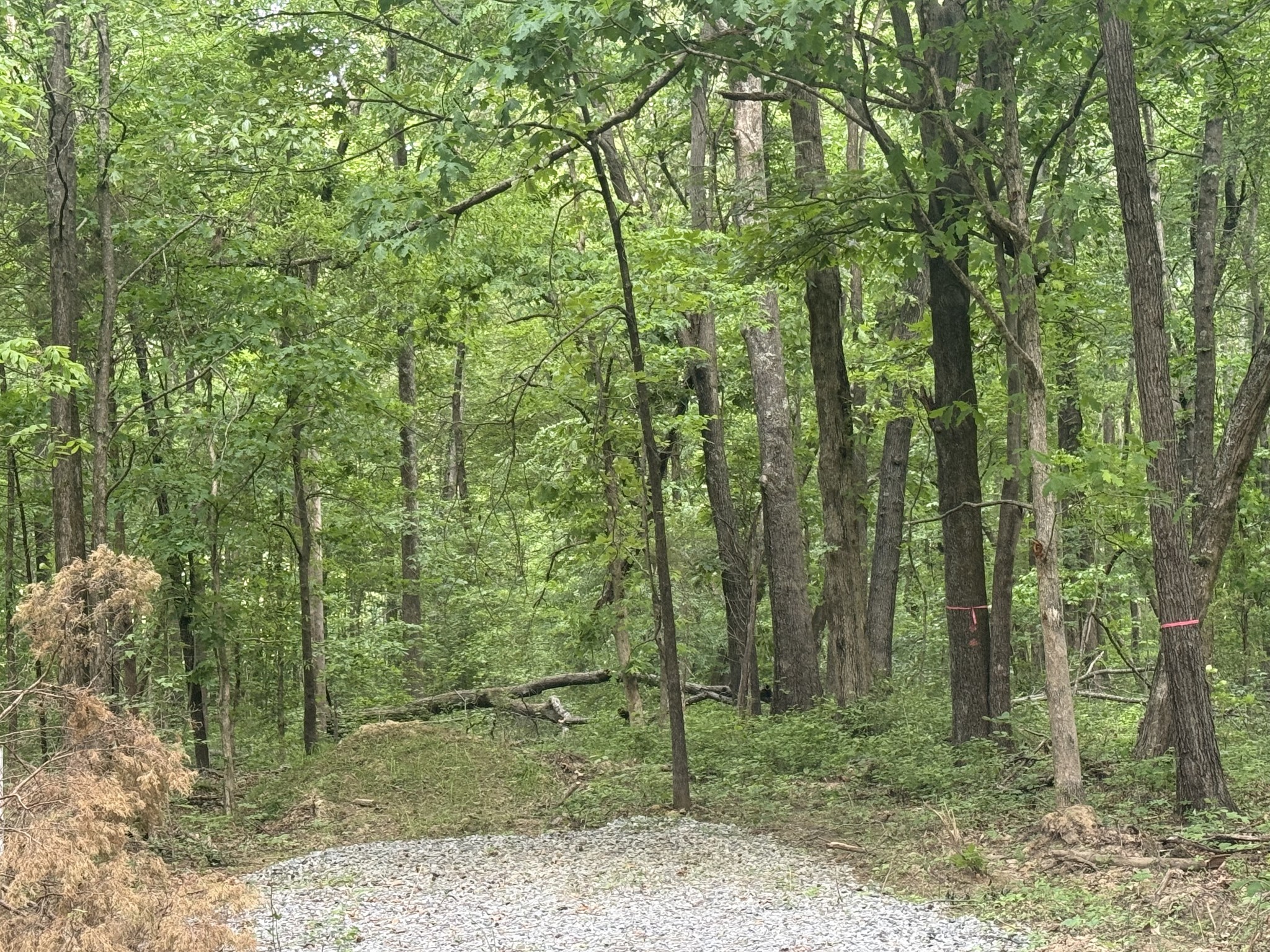 322 Kaiser Road Dickson, TN 37055 - Photo 4 of 5 a view of a forest with trees
