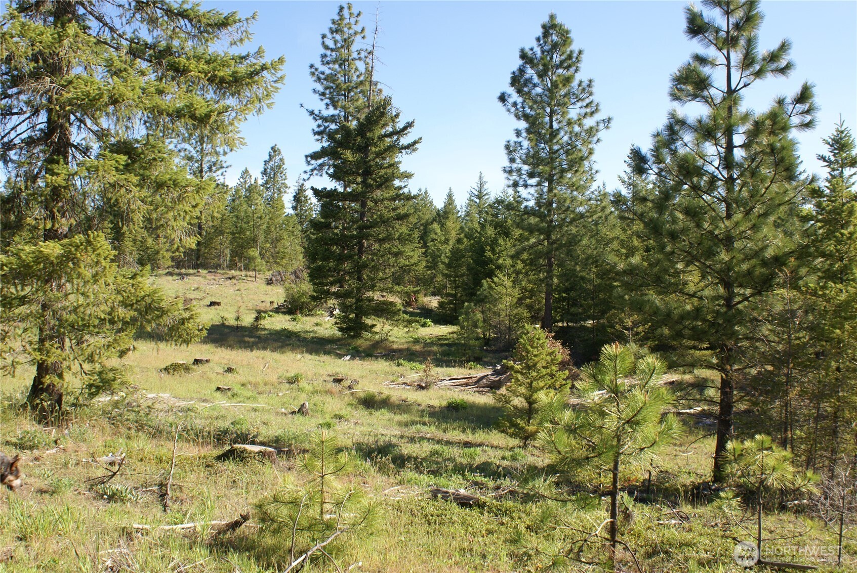 5 Sky Road Goldendale, WA 98620 - Photo 2 of 30 a view of a yard covered with trees