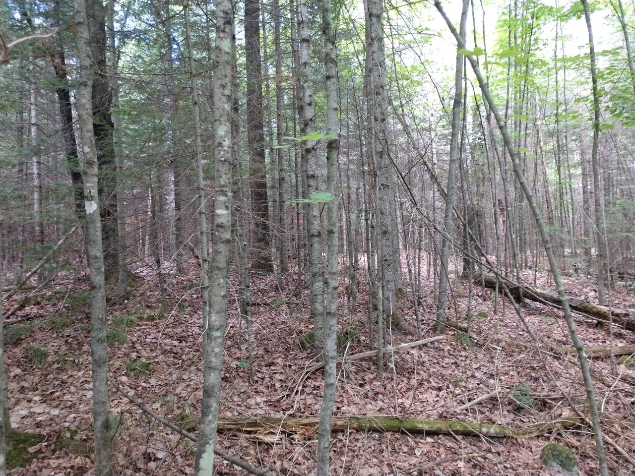 Three Big Lake Road, Unit 7 ACRES Three Lakes, WI 54562 - Photo 9 of 21 Gallery Image 9