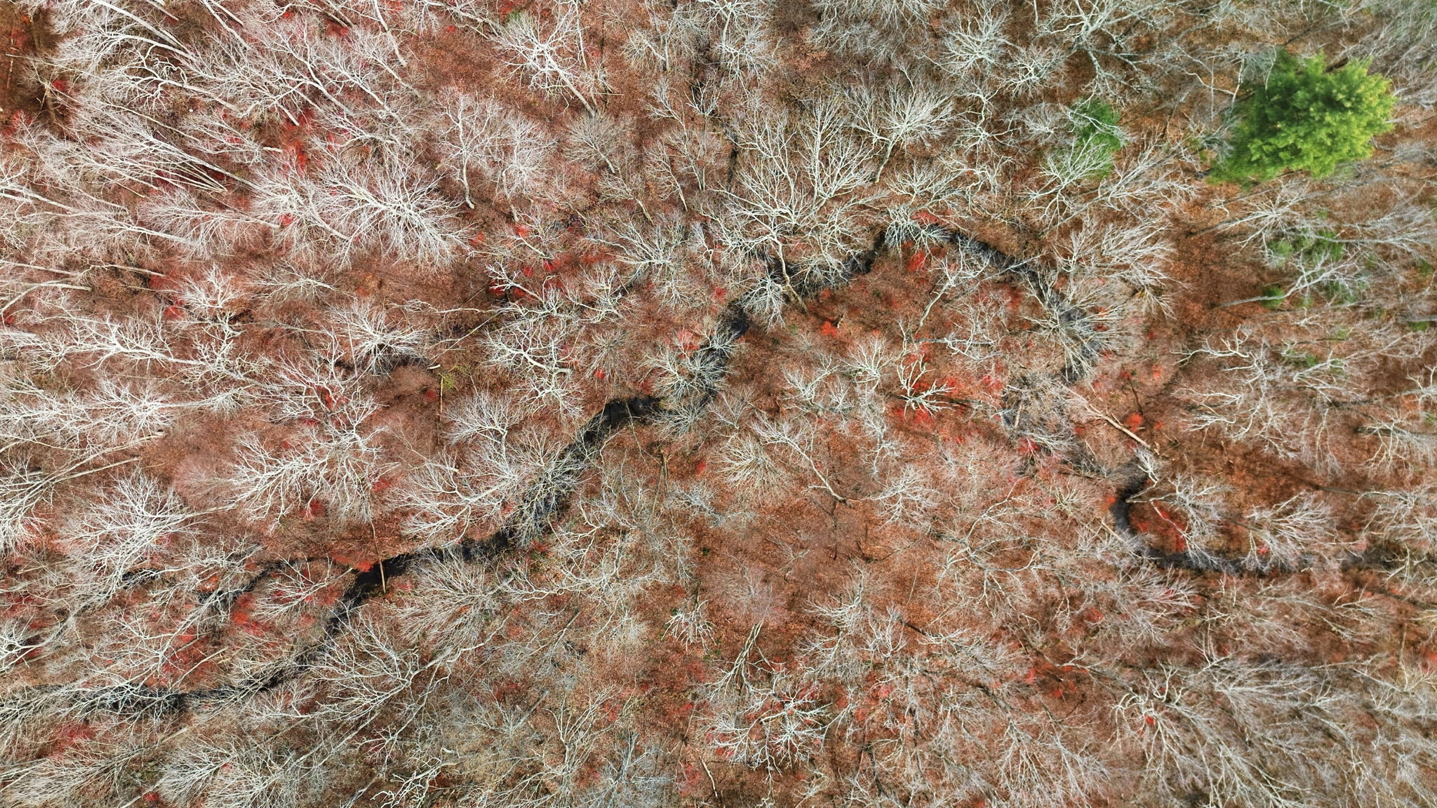 126 Hebron Road Bolton, CT 06043 - Photo 21 of 23 a picture of a tree