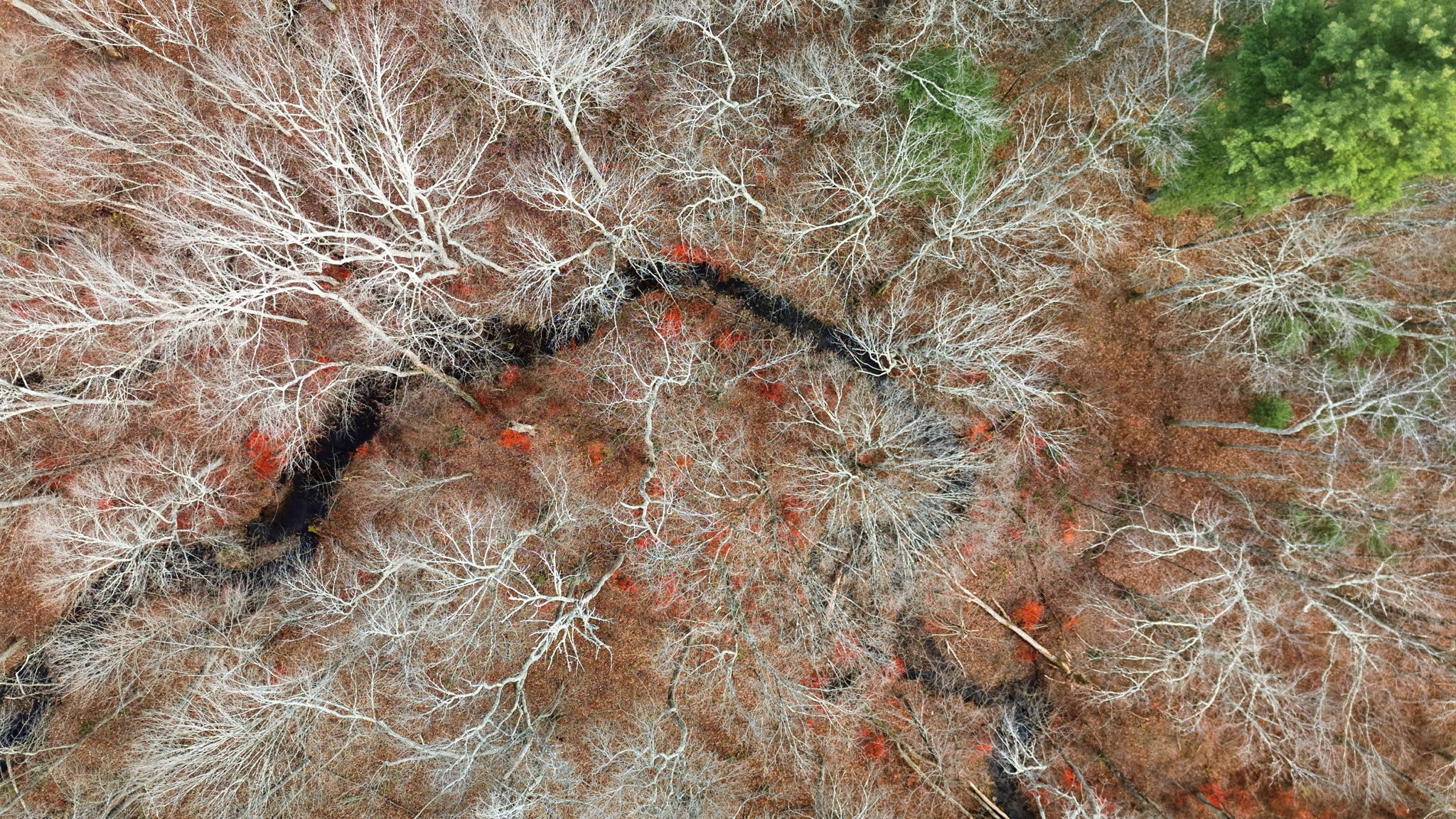 126 Hebron Road Bolton, CT 06043 - Photo 22 of 23 a backyard of a house with lots of trees